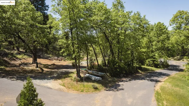 a view of a tree in a yard