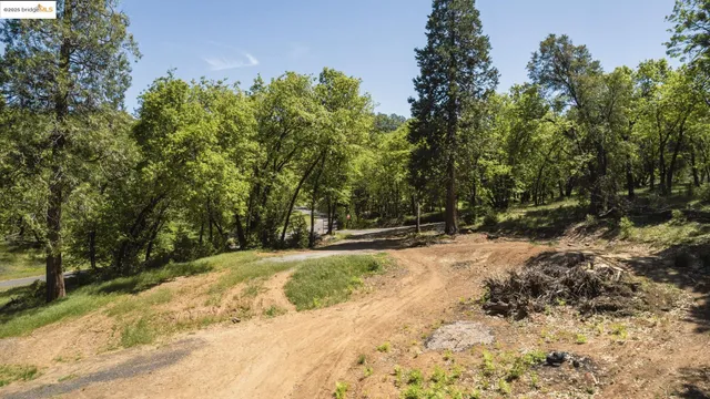 a view of a yard with plants and trees