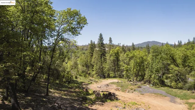 a view of a yard with a tree