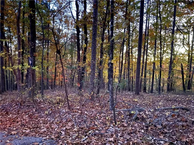 a view of a backyard with trees