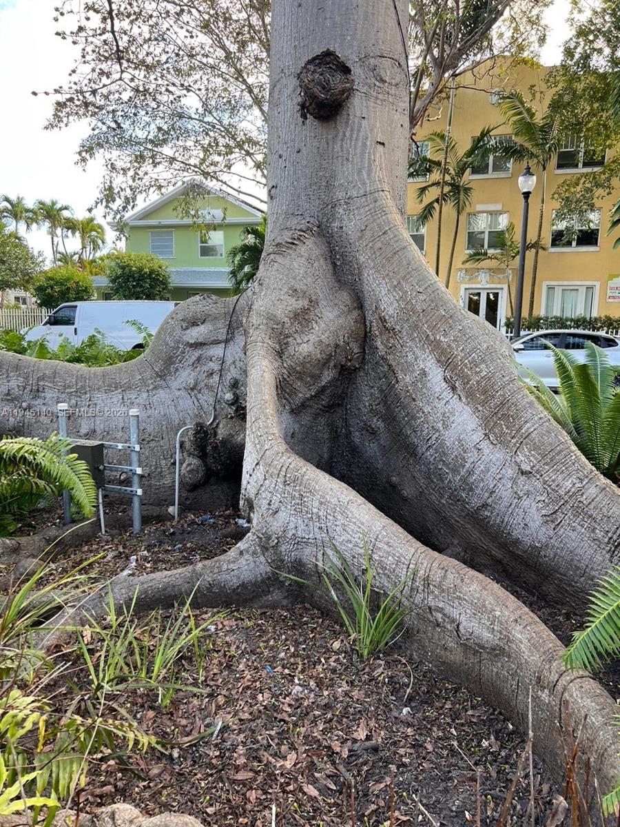 852 Southwest 13th Avenue, Unit 3 Miami, FL 33135 - Photo 19 of 20 a view of a yard with plants and large trees