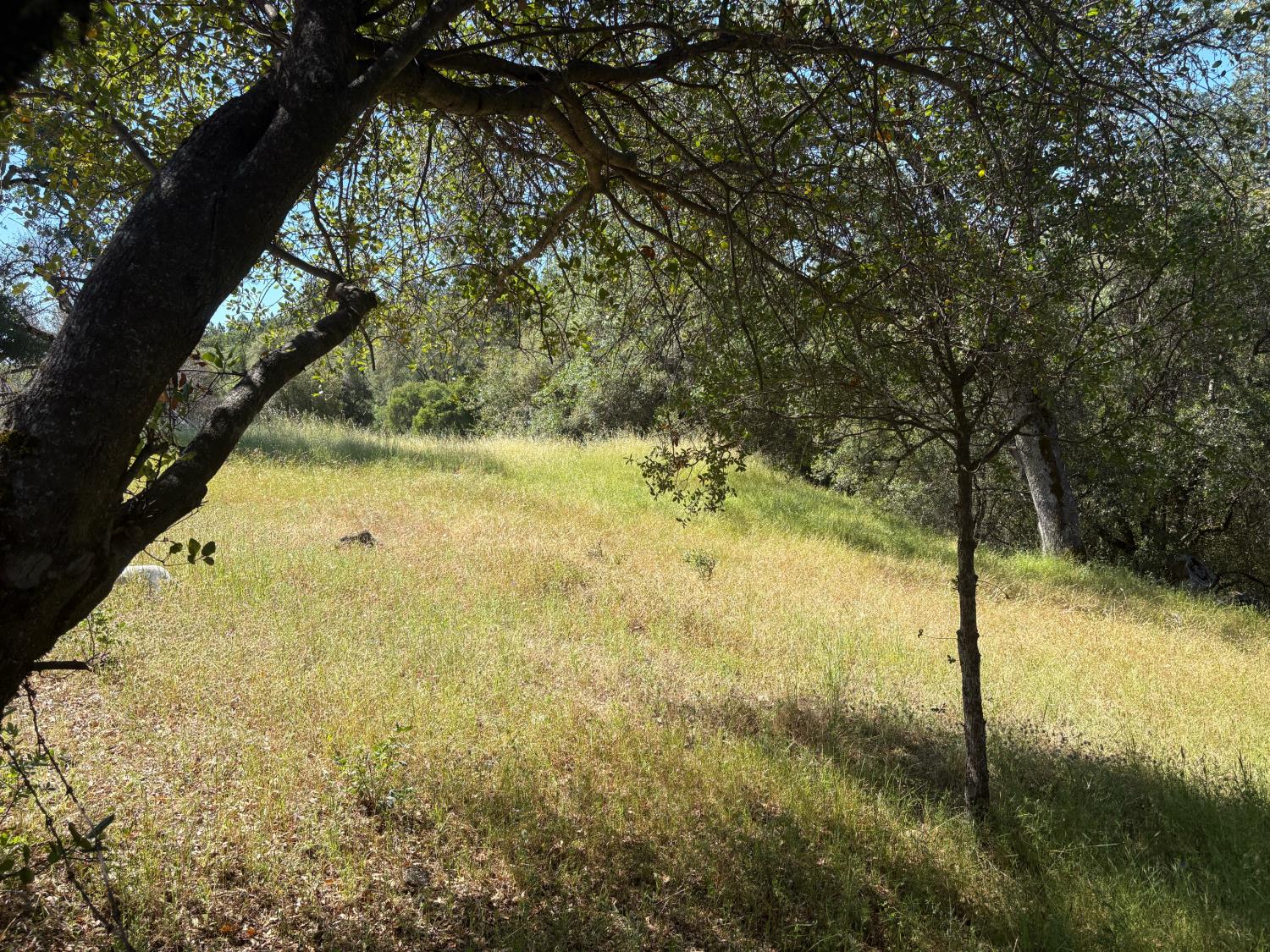 0 Sheep Ranch Road Mountain Ranch, CA 95246 - Photo 12 of 17