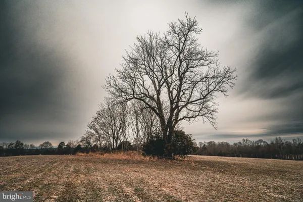 a view of a yard with large trees