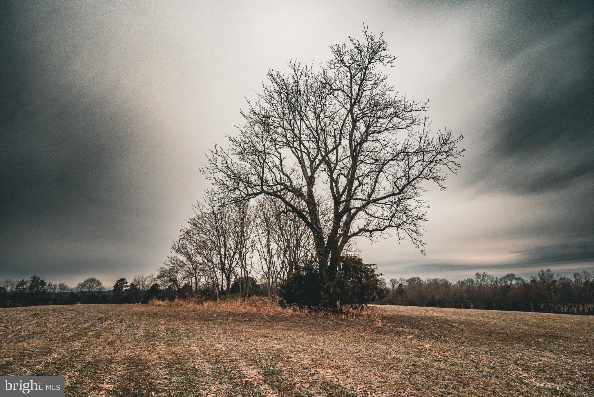 Tbd Ellis Road Lignum, VA 22726 - Photo 17 of 62 a view of outdoor space with trees