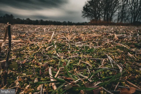 a view of lake with trees