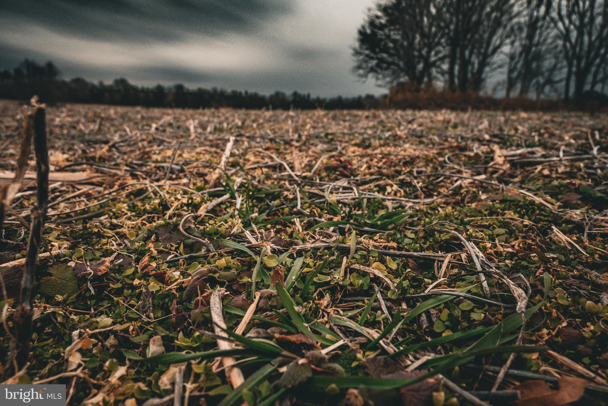 Tbd Ellis Road Lignum, VA 22726 - Photo 20 of 62