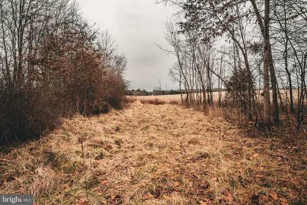 a view of yard with large tree and trees
