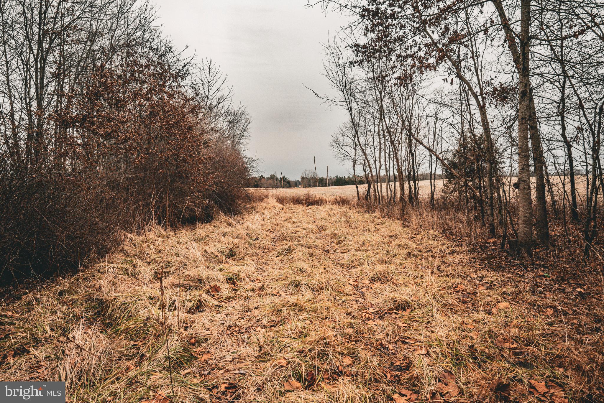Tbd Ellis Road Lignum, VA 22726 - Photo 23 of 62 a view of a yard with large trees