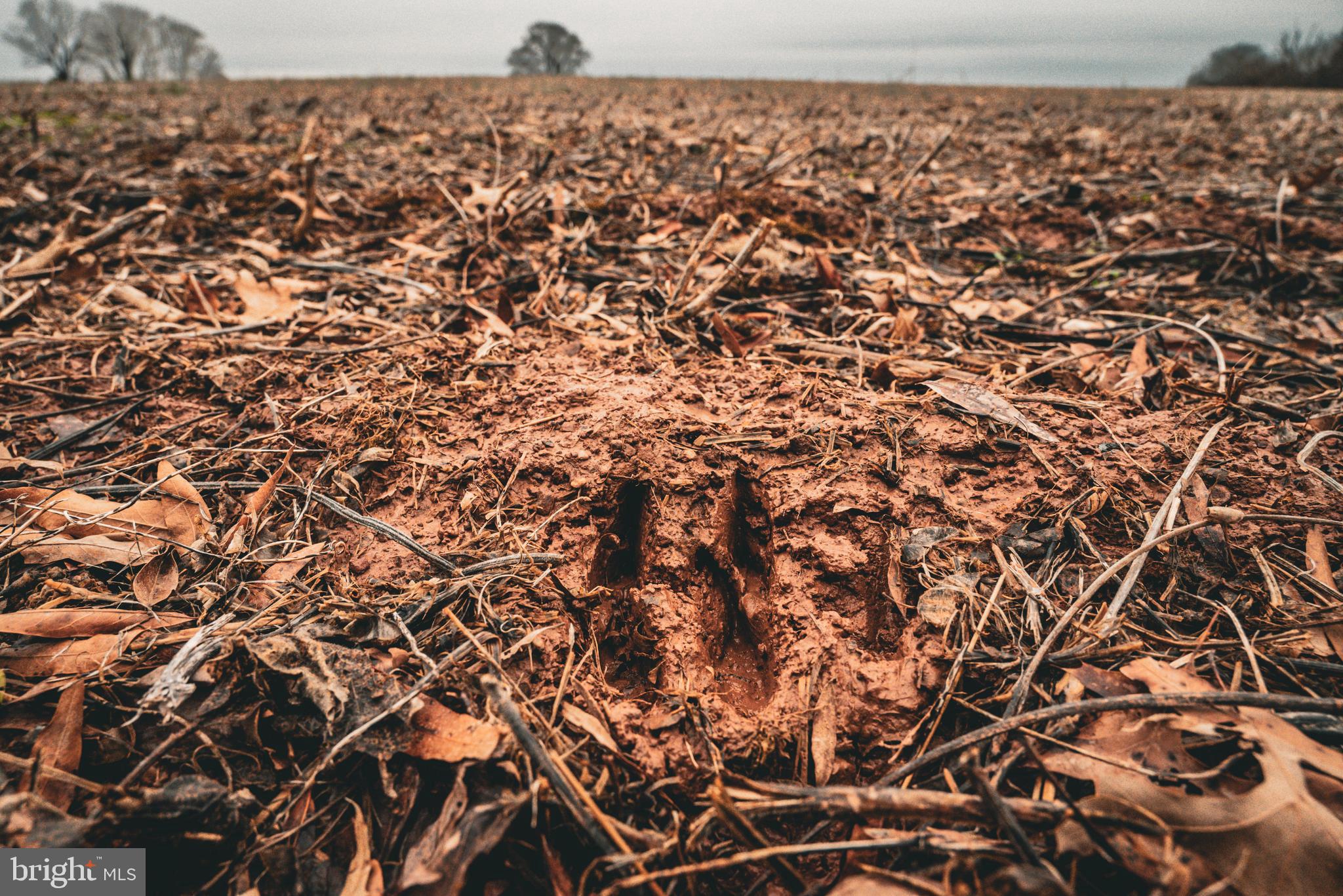Tbd Ellis Road Lignum, VA 22726 - Photo 24 of 62 a view of a sky