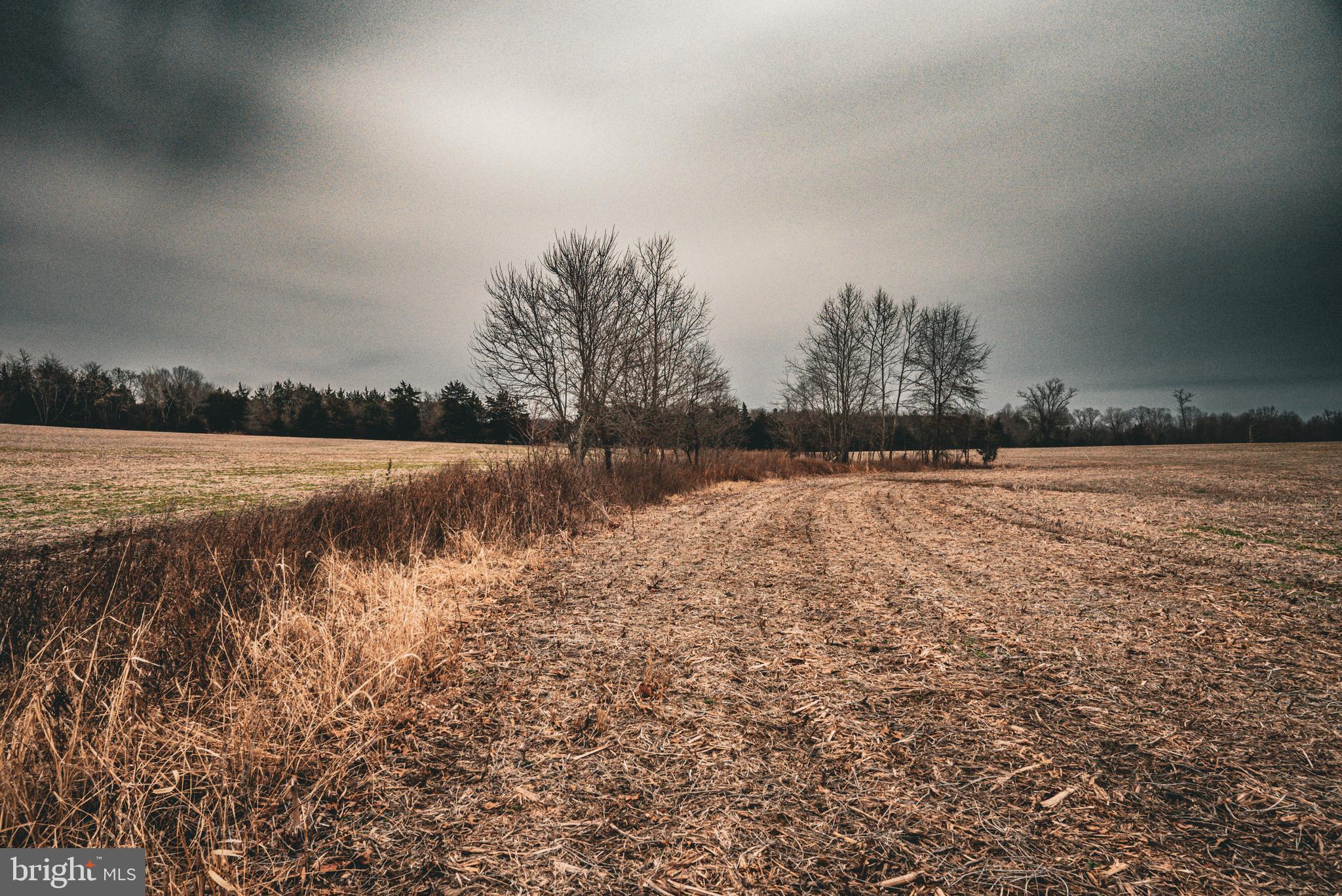 Tbd Ellis Road Lignum, VA 22726 - Photo 26 of 62 a view of lake with trees