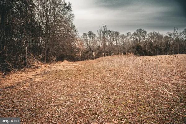 a view of a yard with a trees