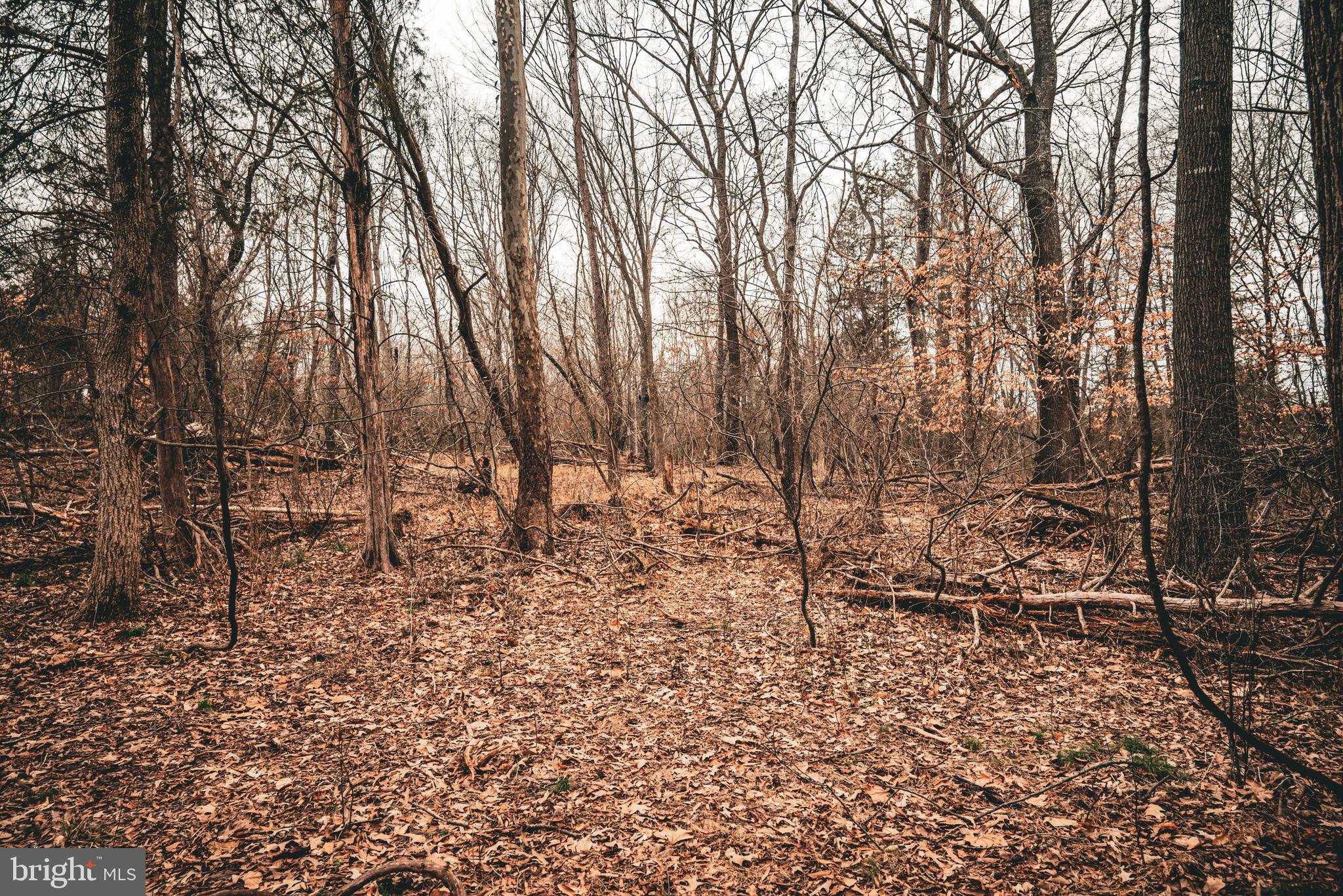 Tbd Ellis Road Lignum, VA 22726 - Photo 37 of 62 a view of yard
