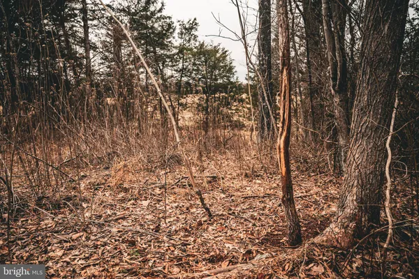 a view of a yard with lots of trees