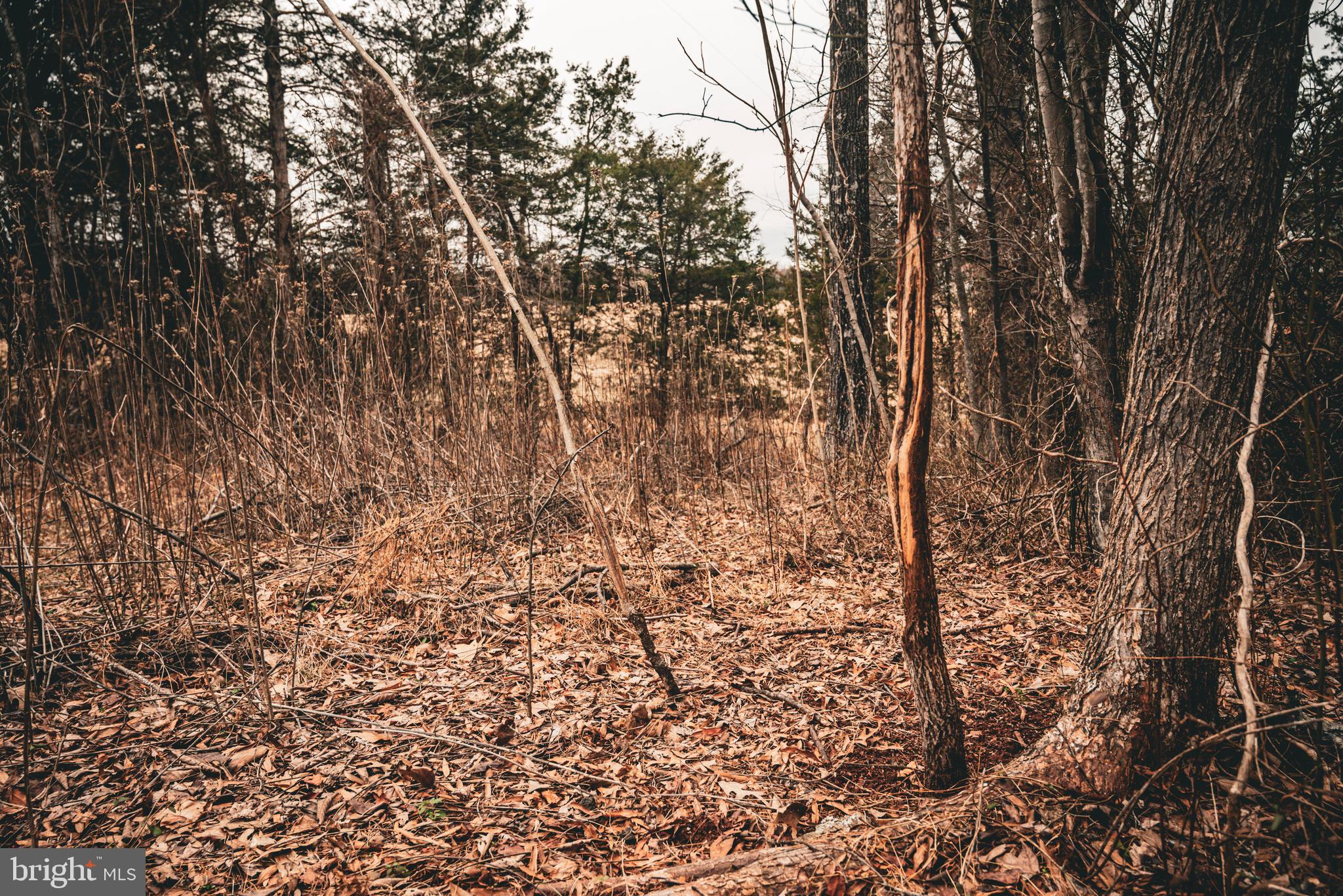 Tbd Ellis Road Lignum, VA 22726 - Photo 39 of 62 a view of a yard with a tree