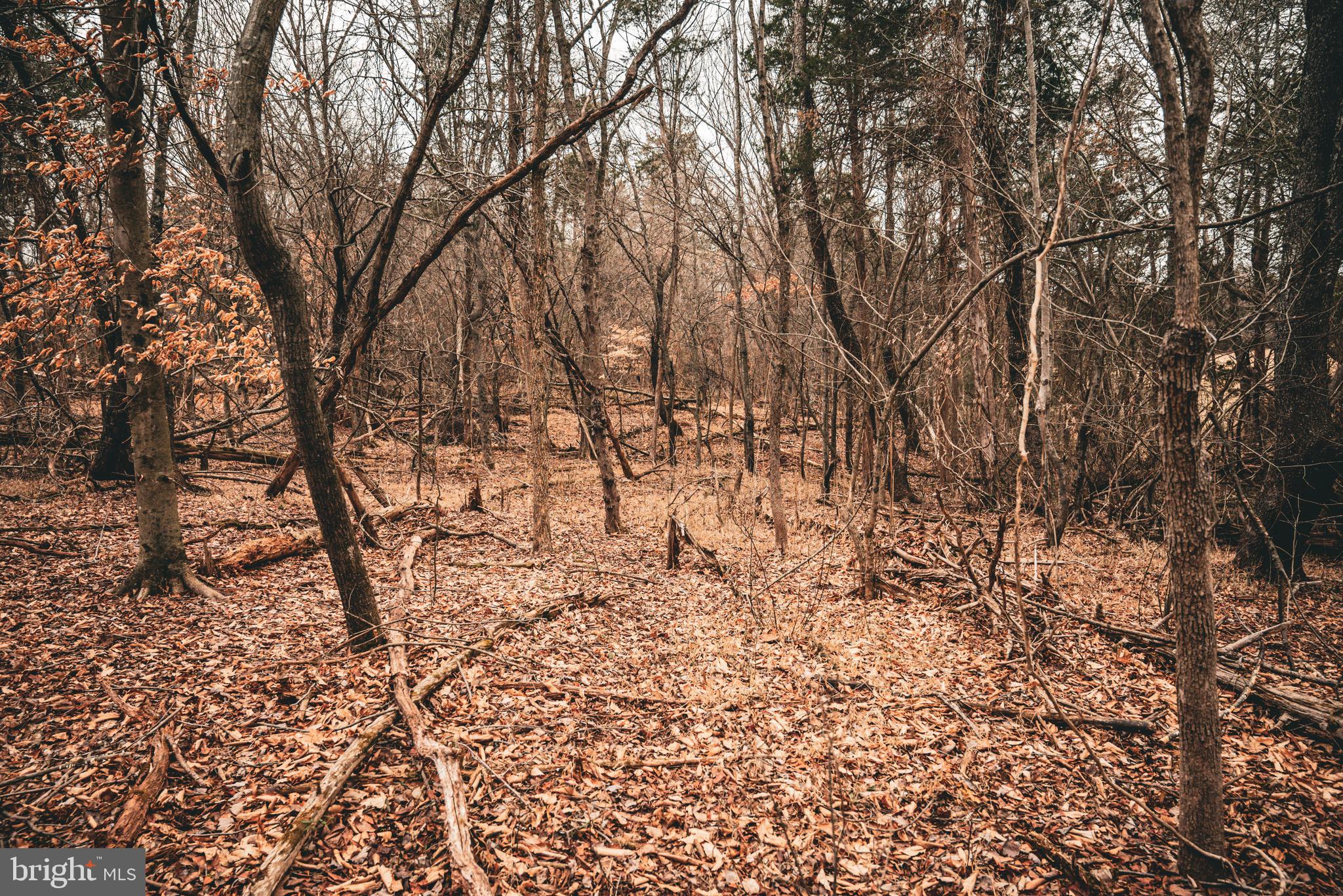 Tbd Ellis Road Lignum, VA 22726 - Photo 40 of 62 a backyard of a house with lots of green space