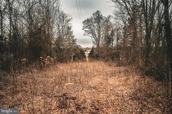 a view of yard with trees
