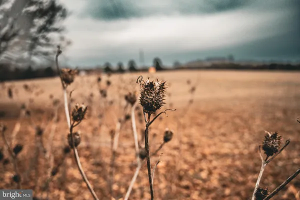 a view of a yard with trees
