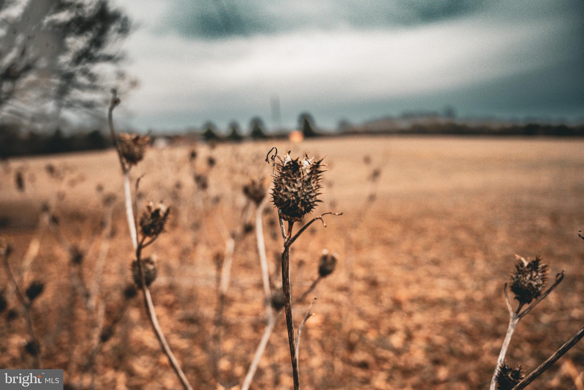 Tbd Ellis Road Lignum, VA 22726 - Photo 42 of 62 a view of a dry yard