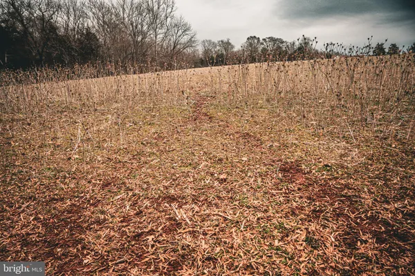 a view of a yard with trees