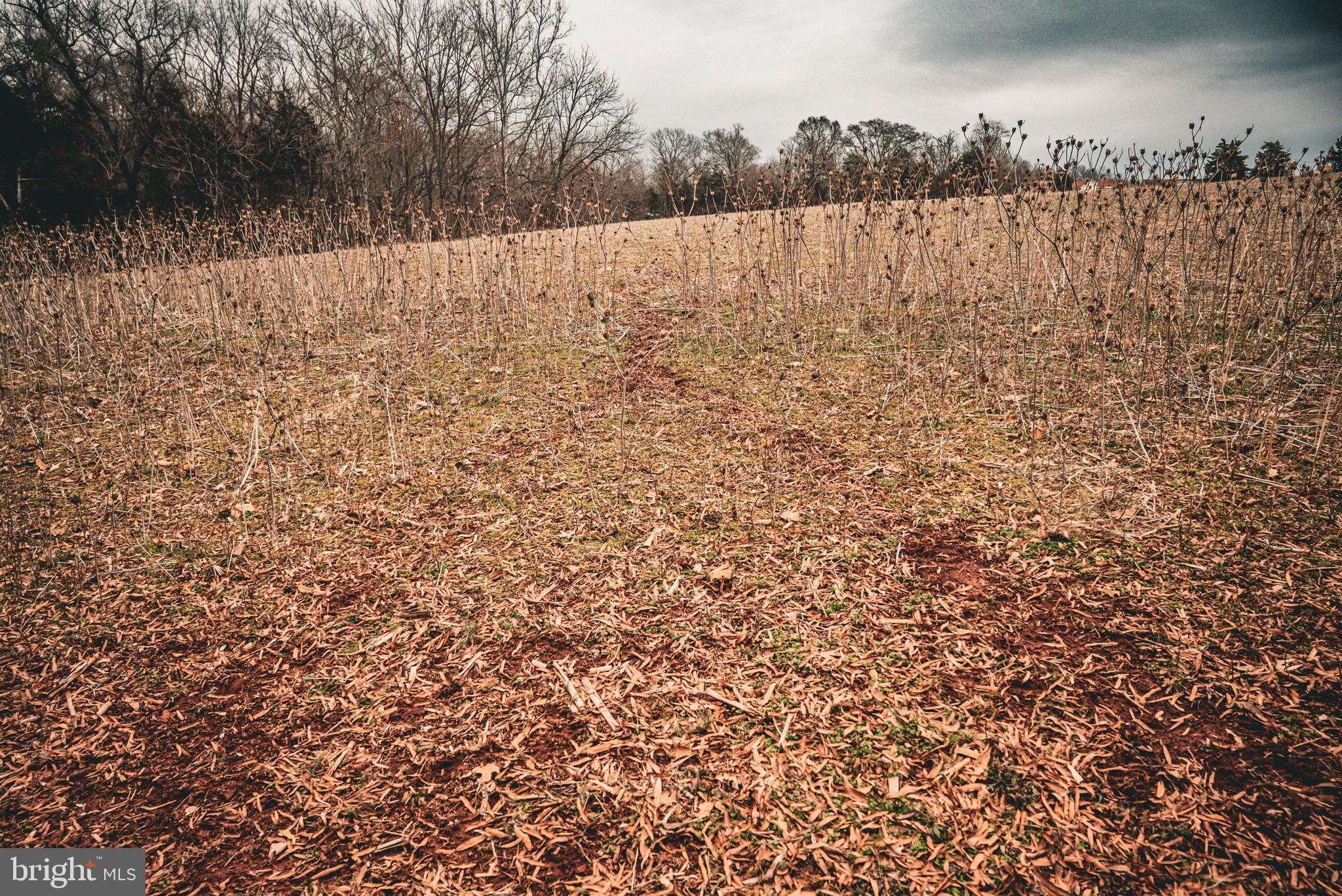 Tbd Ellis Road Lignum, VA 22726 - Photo 43 of 62 a view of a lake view