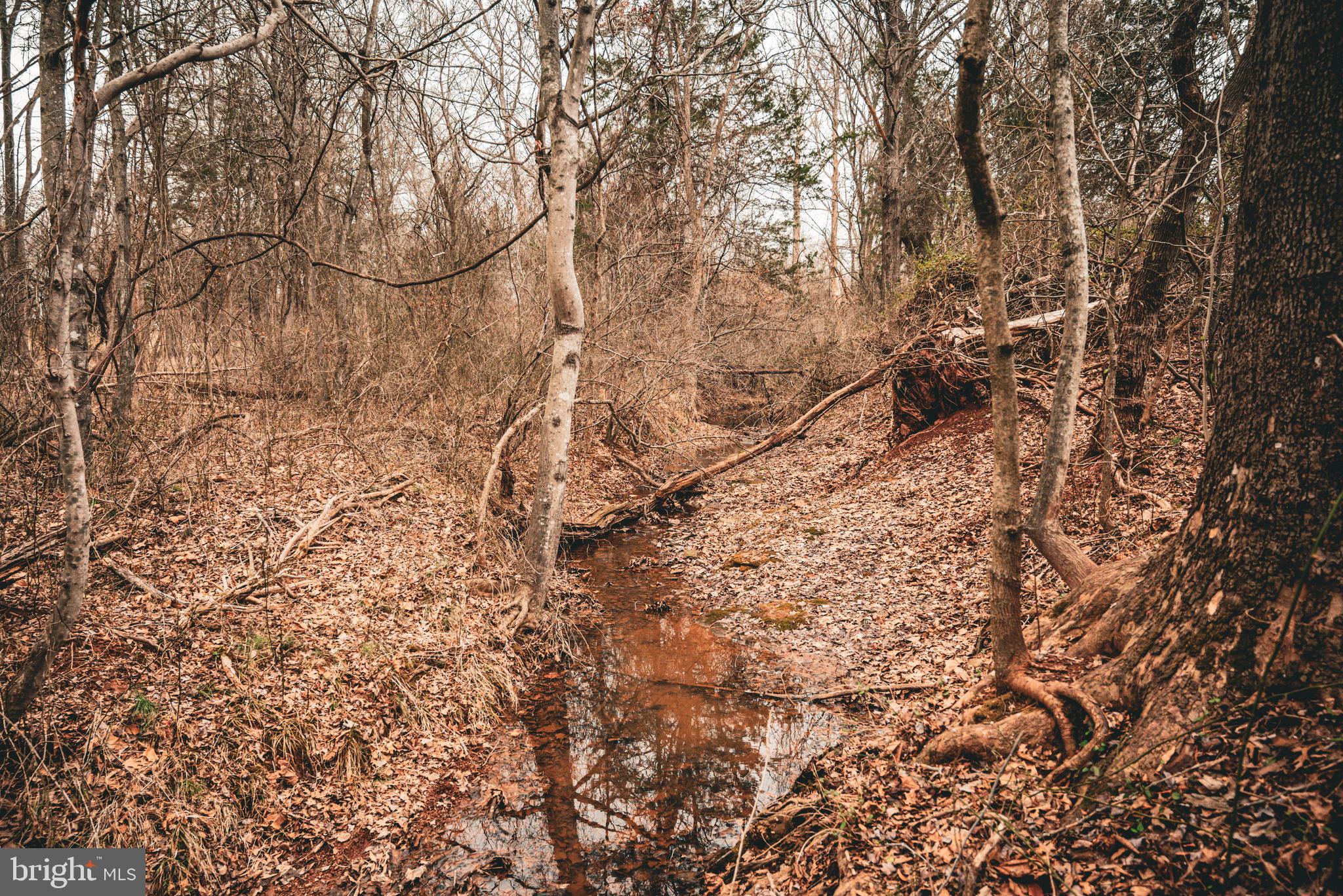Tbd Ellis Road Lignum, VA 22726 - Photo 44 of 62 a view of a yard with a trees