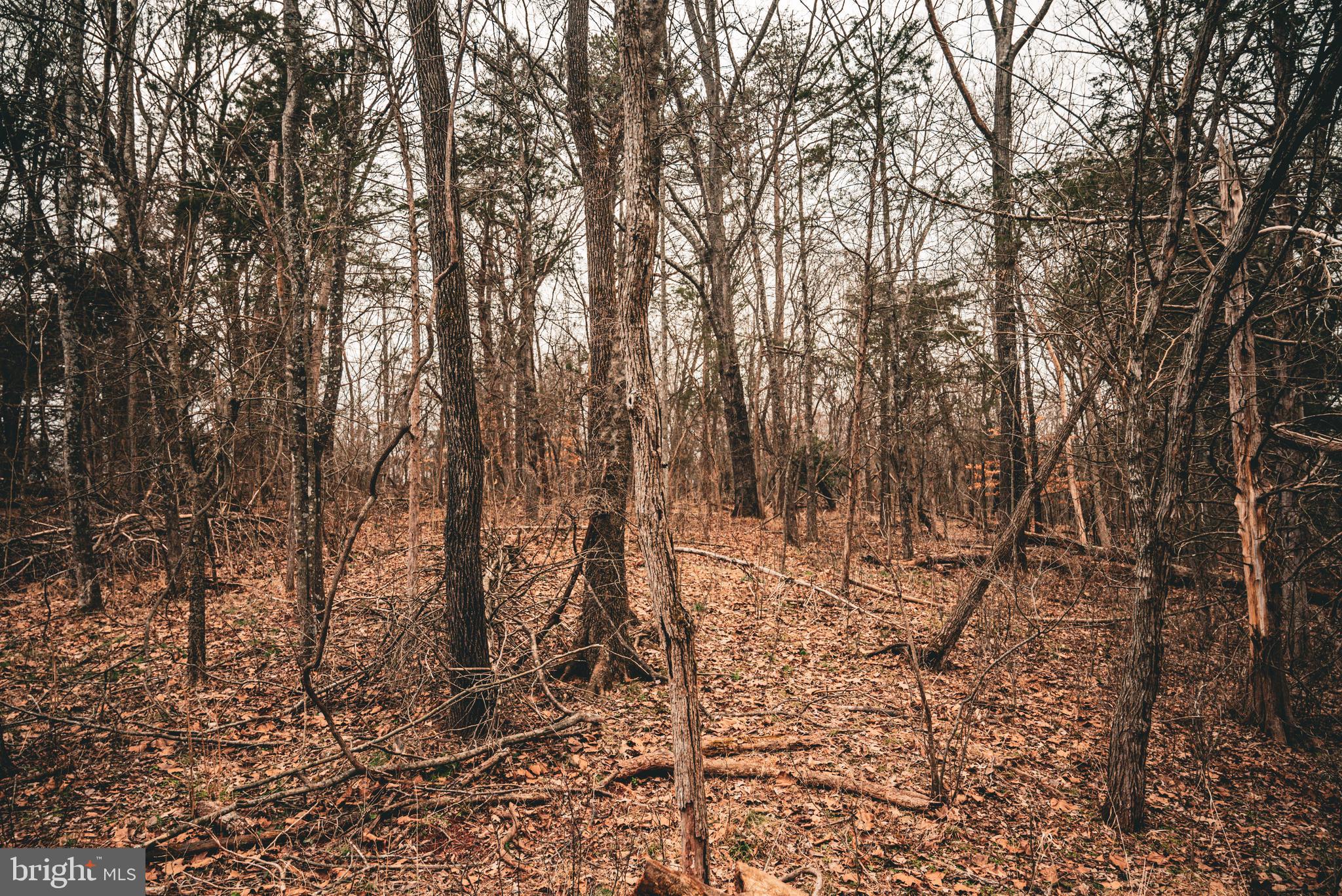 Tbd Ellis Road Lignum, VA 22726 - Photo 47 of 62 a view of a yard with lots of trees