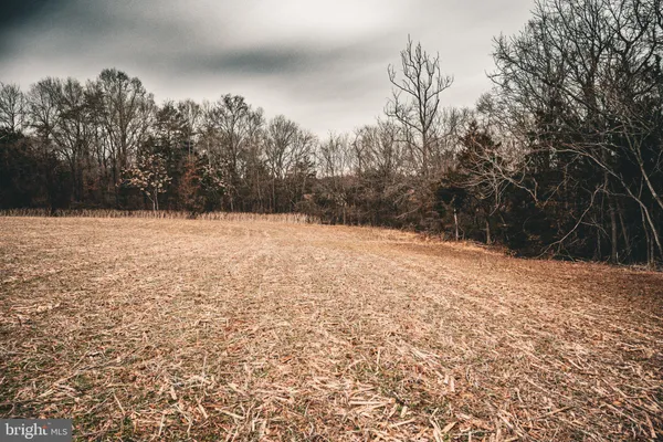 a picture of city tree