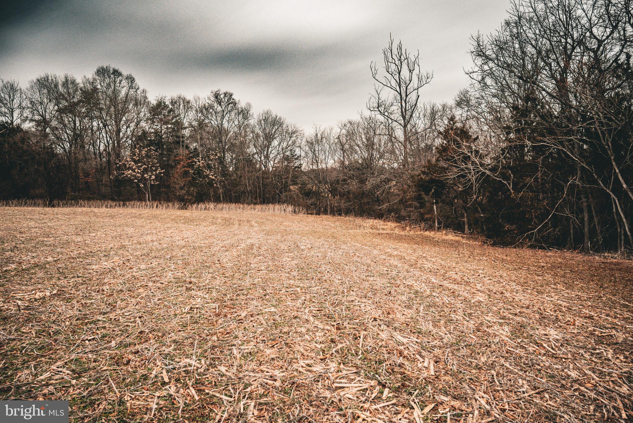 Tbd Ellis Road Lignum, VA 22726 - Photo 50 of 62 a view of yard with trees