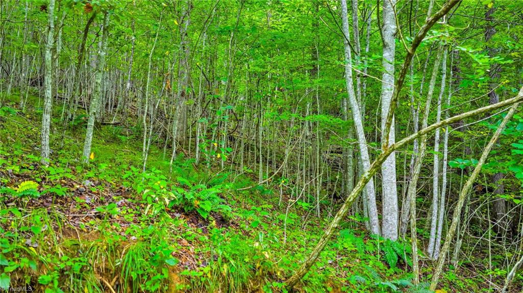 Tbd Tbd Deep Ford Road Lansing, NC 28643 - Photo 2 of 21