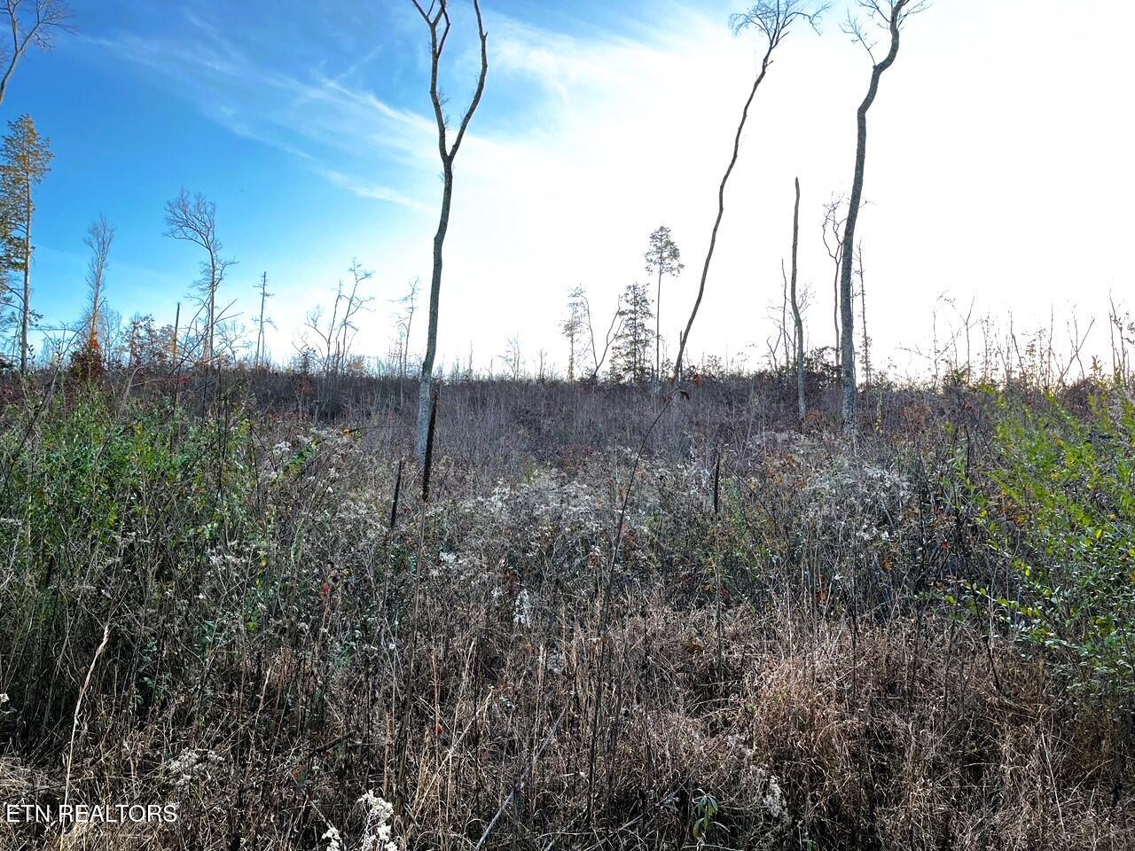 Ten Euchee Road Ten Mile, TN 37880 - Photo 12 of 24 Possible meadow/pasture
