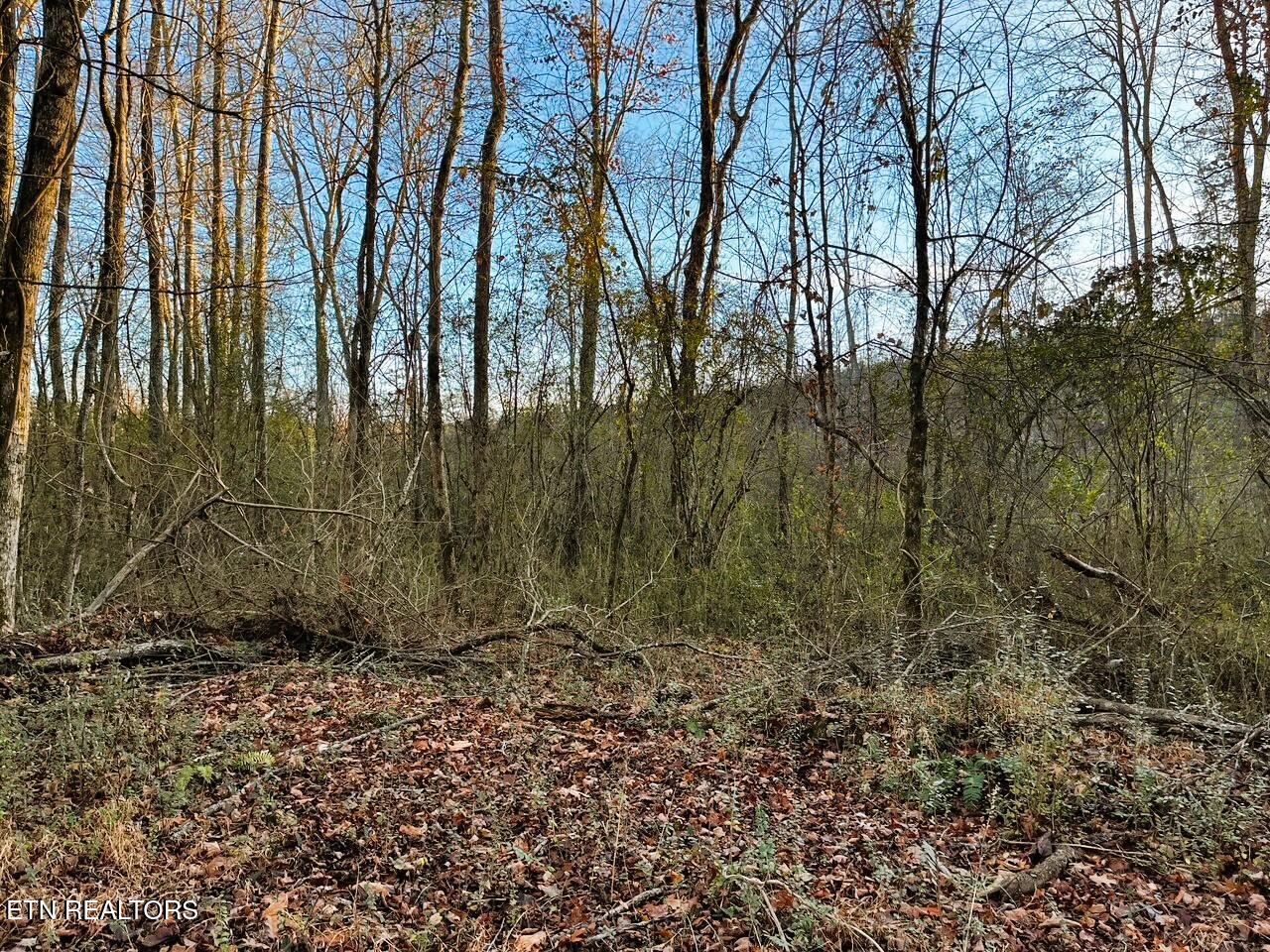 Ten Euchee Road Ten Mile, TN 37880 - Photo 13 of 24 Homesite on the creek