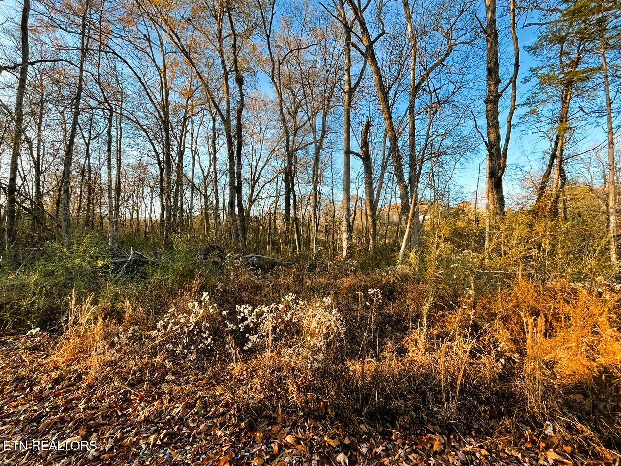 Homesite on the creek