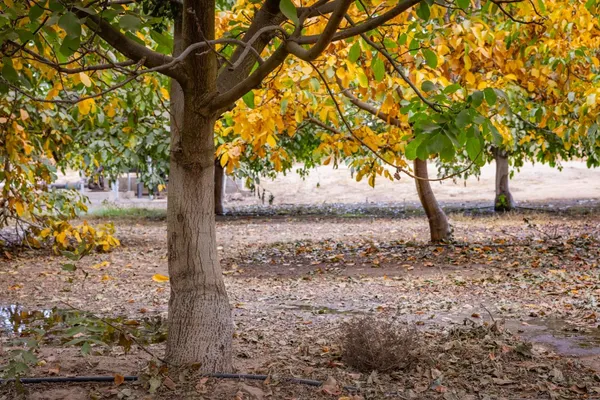 a view of a tree in the yard