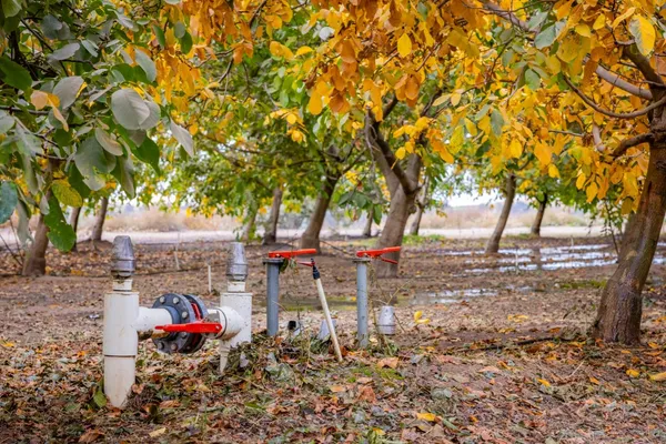 a view of a yard with a tree