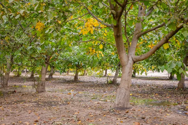 a backyard of a house with lots of trees