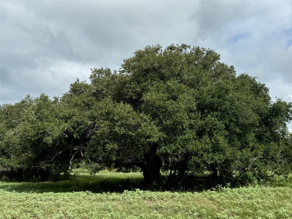 3817 Fm 154 Road Muldoon, TX 78949 - Photo 21 of 27