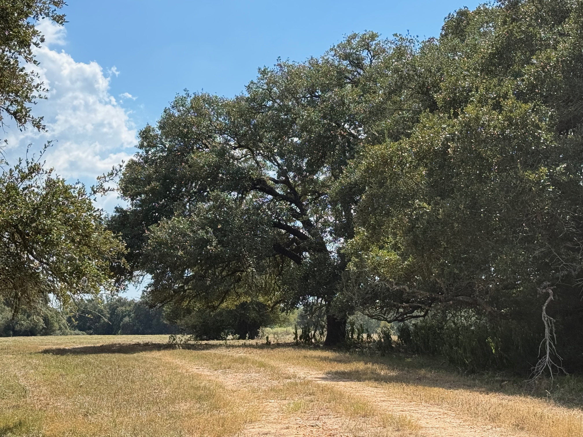 3817 Fm 154 Road Muldoon, TX 78949 - Photo 23 of 27 View of yard