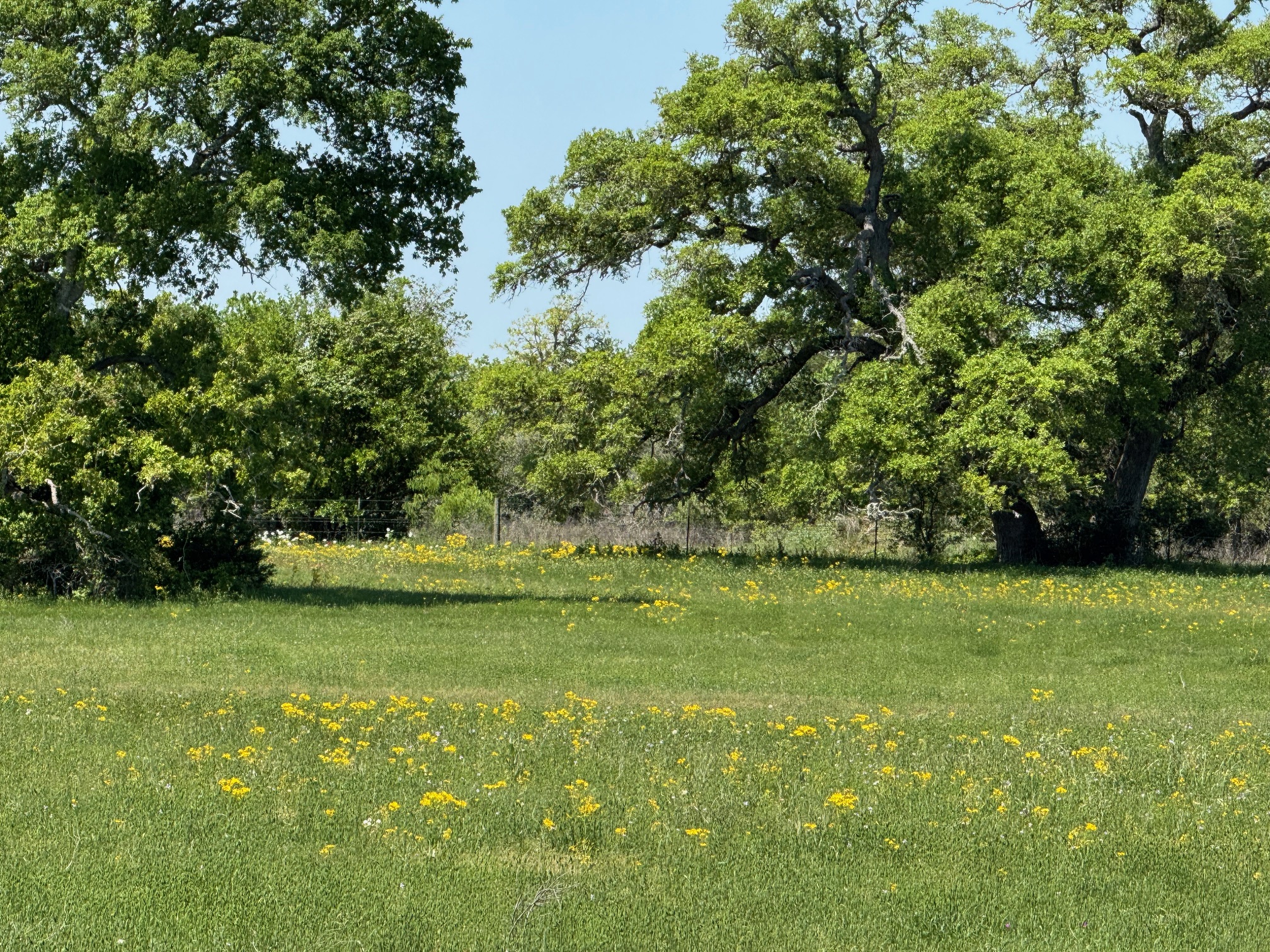 3817 Fm 154 Road Muldoon, TX 78949 - Photo 25 of 27 View of yard