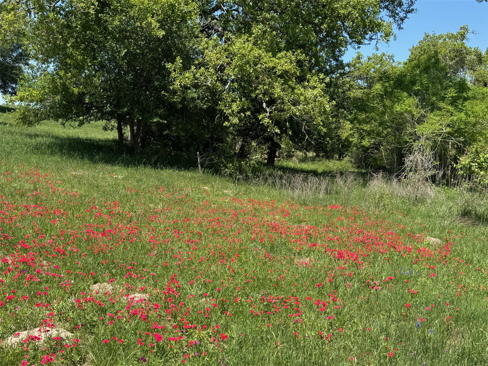 3817 Fm 154 Road Muldoon, TX 78949 - Photo 26 of 27 View of local wilderness