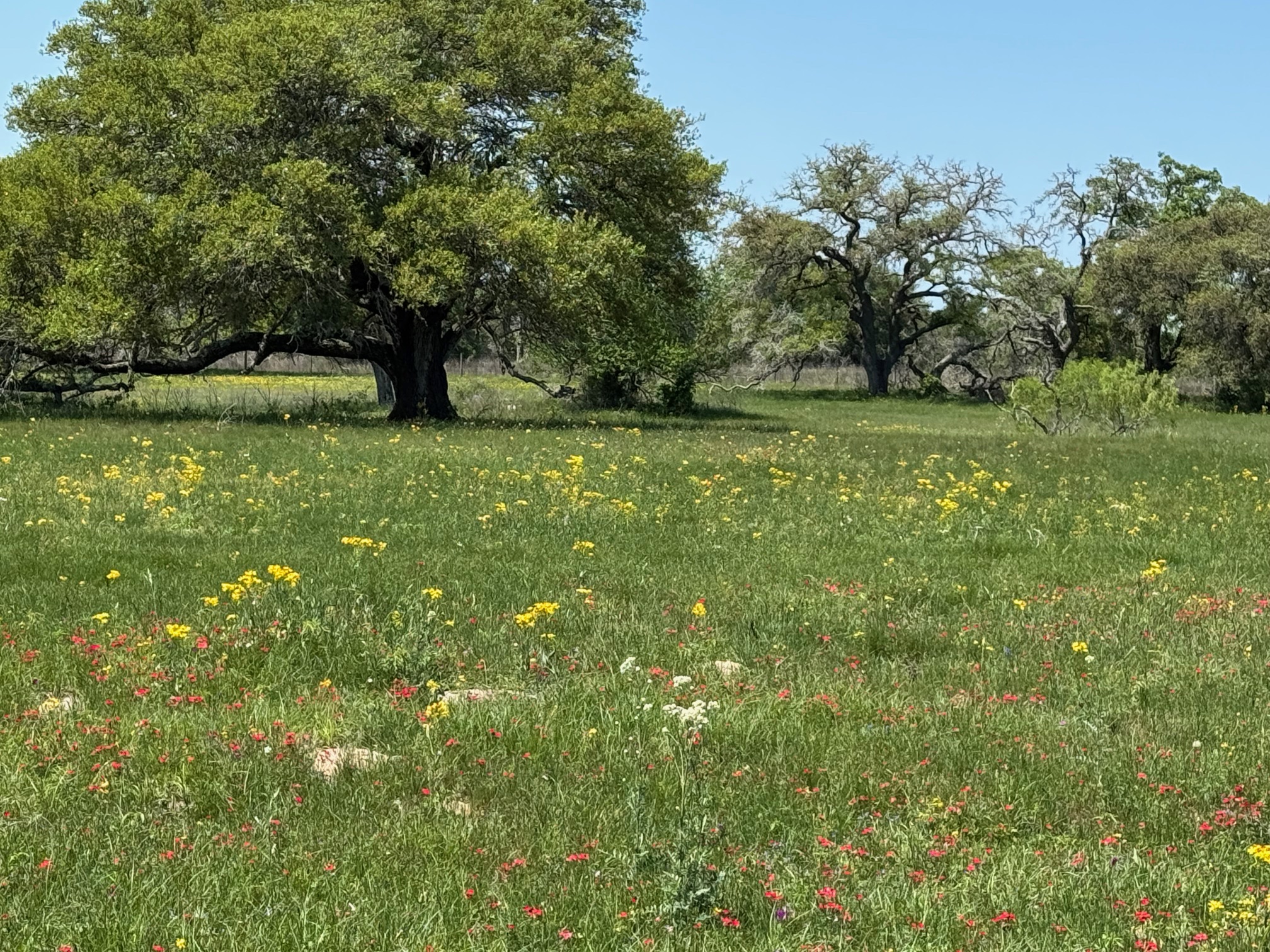 3817 Fm 154 Road Muldoon, TX 78949 - Photo 3 of 27 View of nature