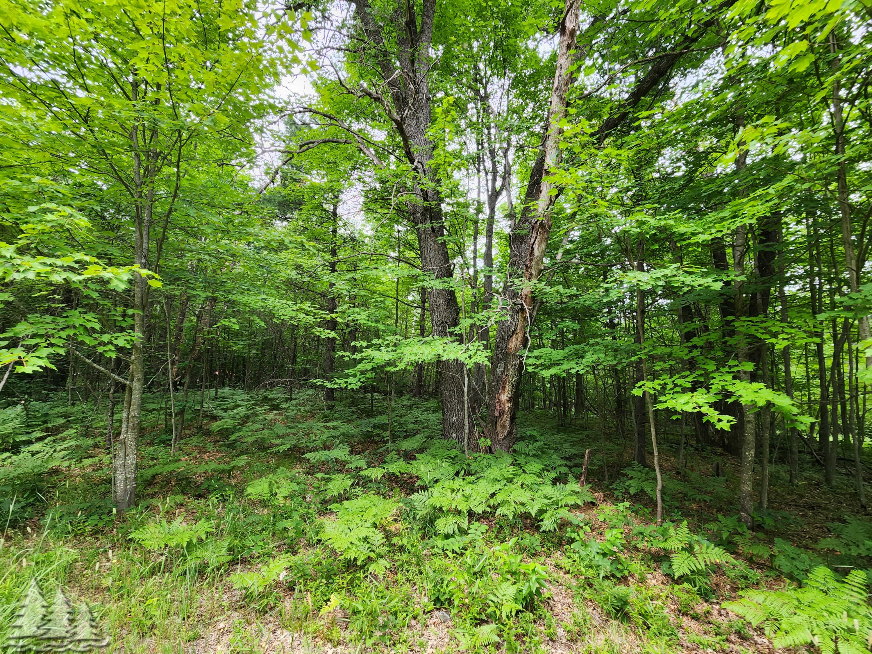 2 Grandview Road Lewiston, MI 49756 - Photo 5 of 8 Gallery Image 5
