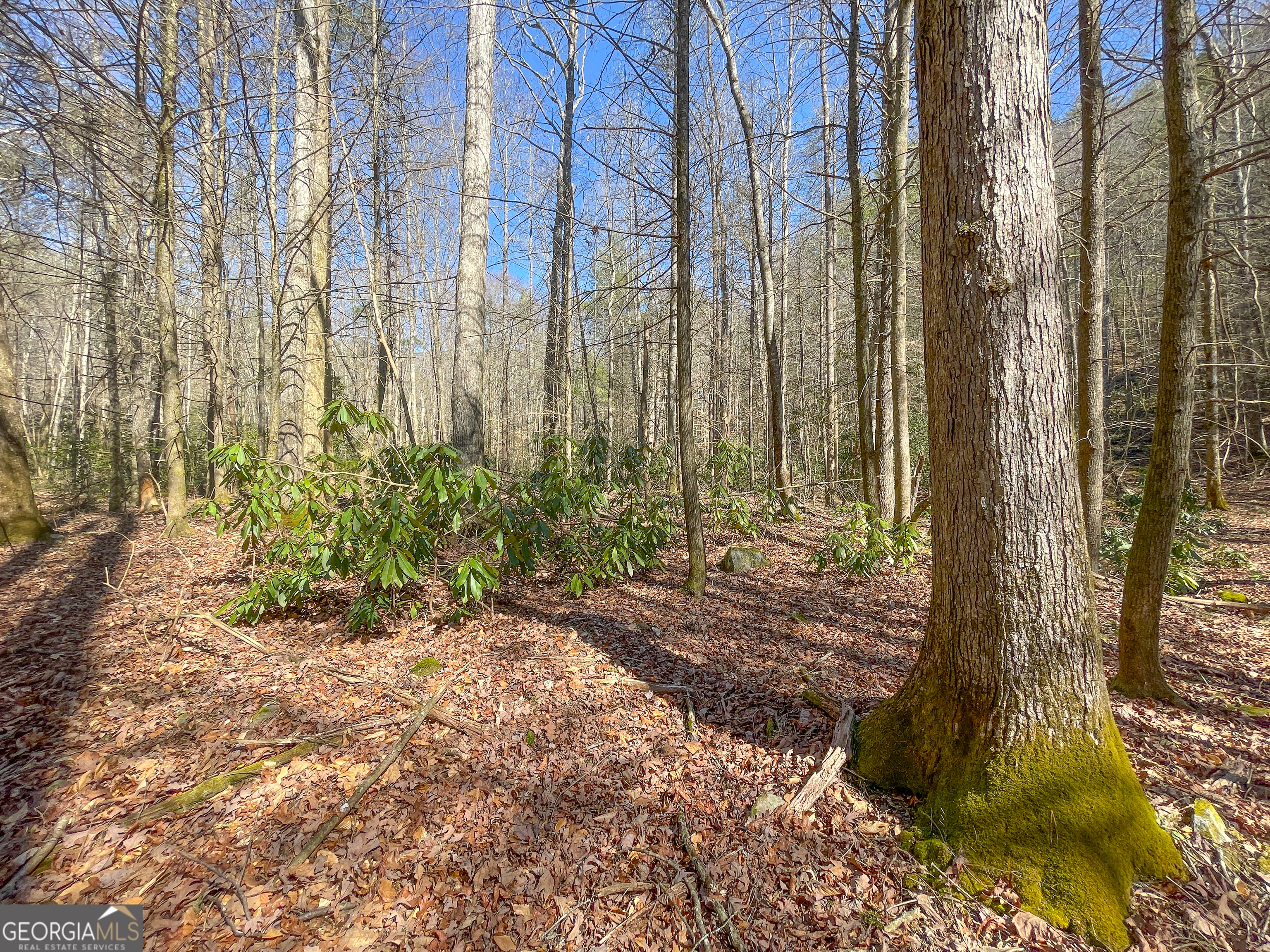 0 Peeples Lake Road Chatsworth, GA 30705 - Photo 12 of 37 a view of a backyard with plants