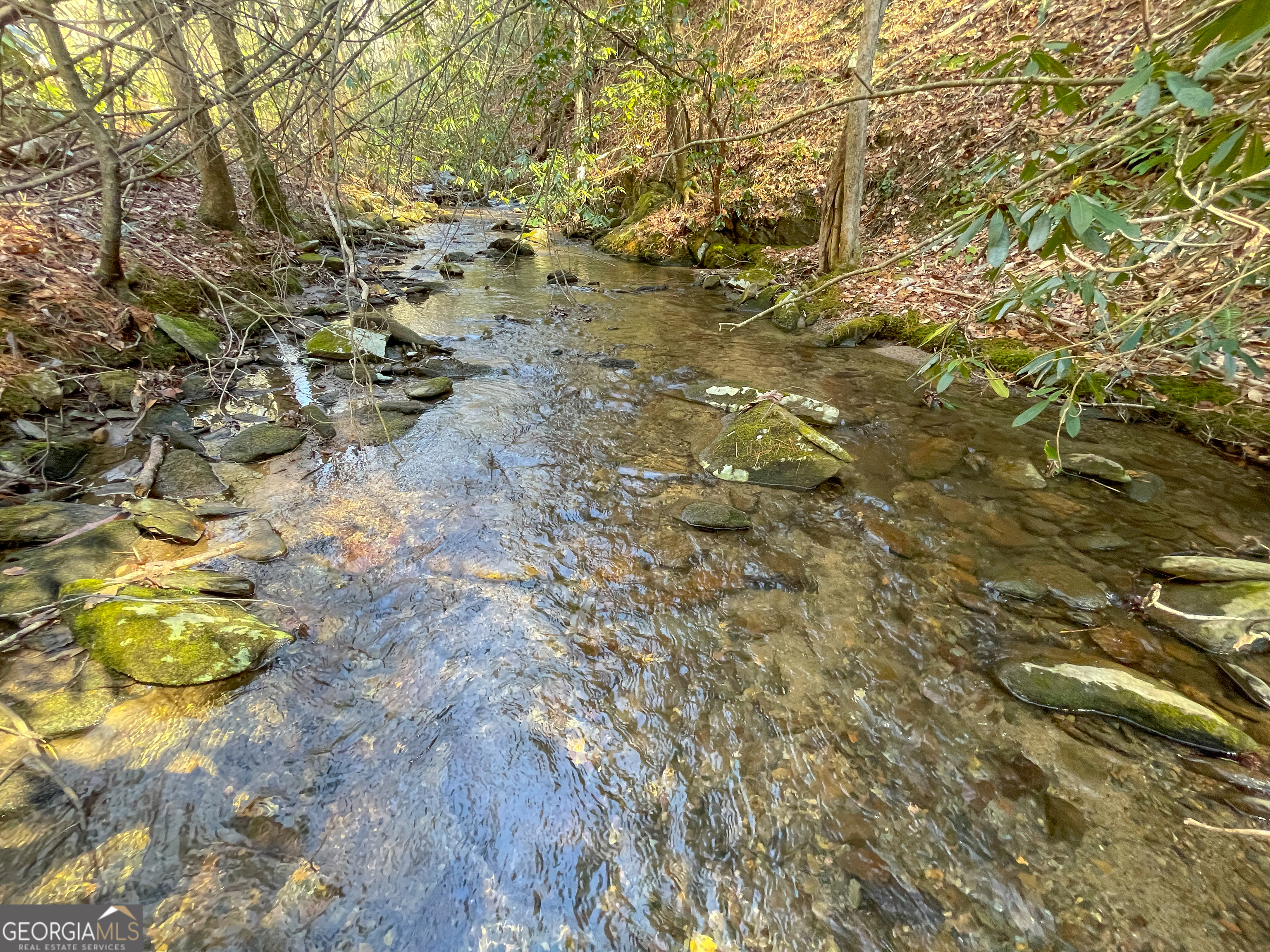 0 Peeples Lake Road Chatsworth, GA 30705 - Photo 15 of 37 a close up of a tree