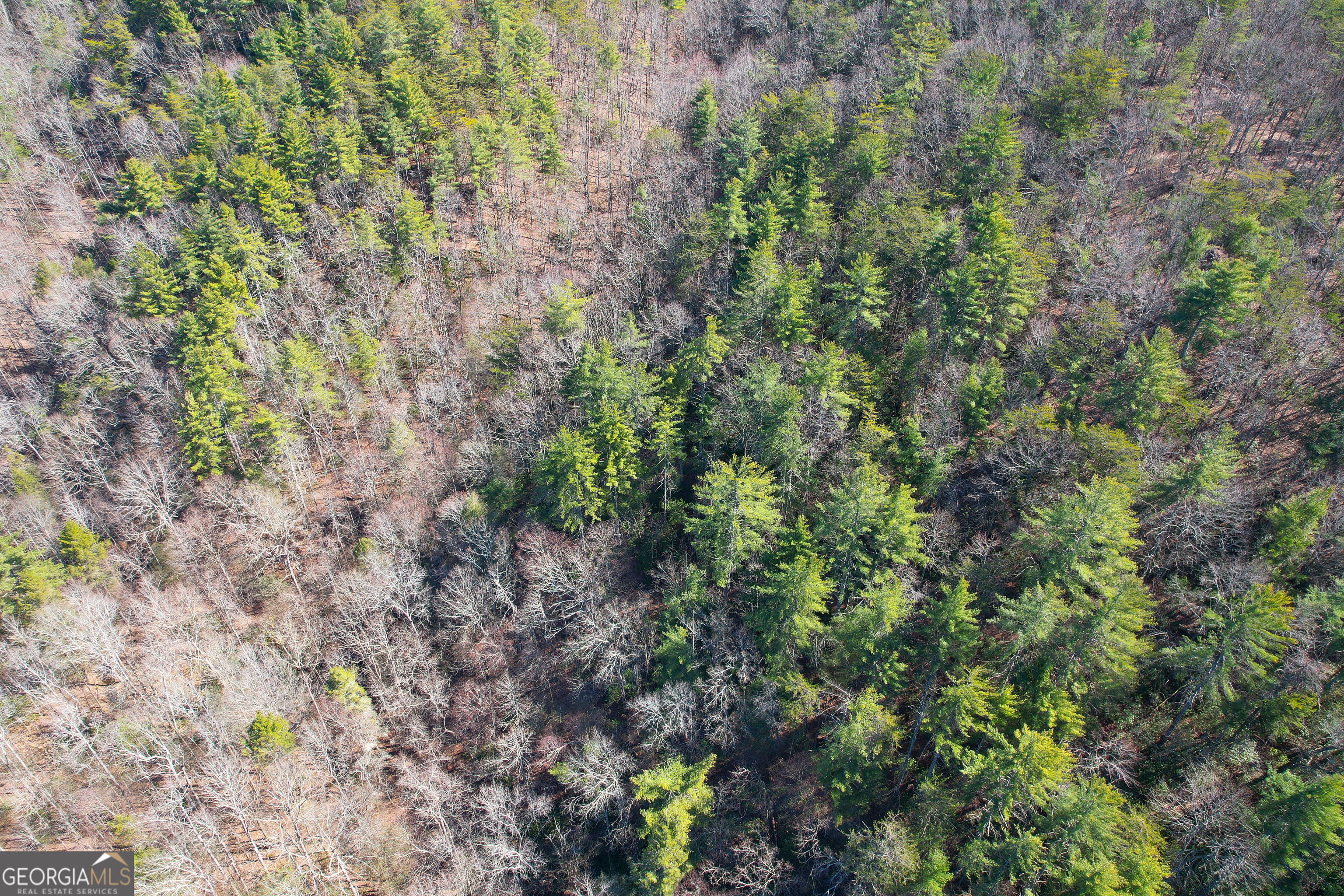 0 Peeples Lake Road Chatsworth, GA 30705 - Photo 18 of 37 a view of a forest with a plant