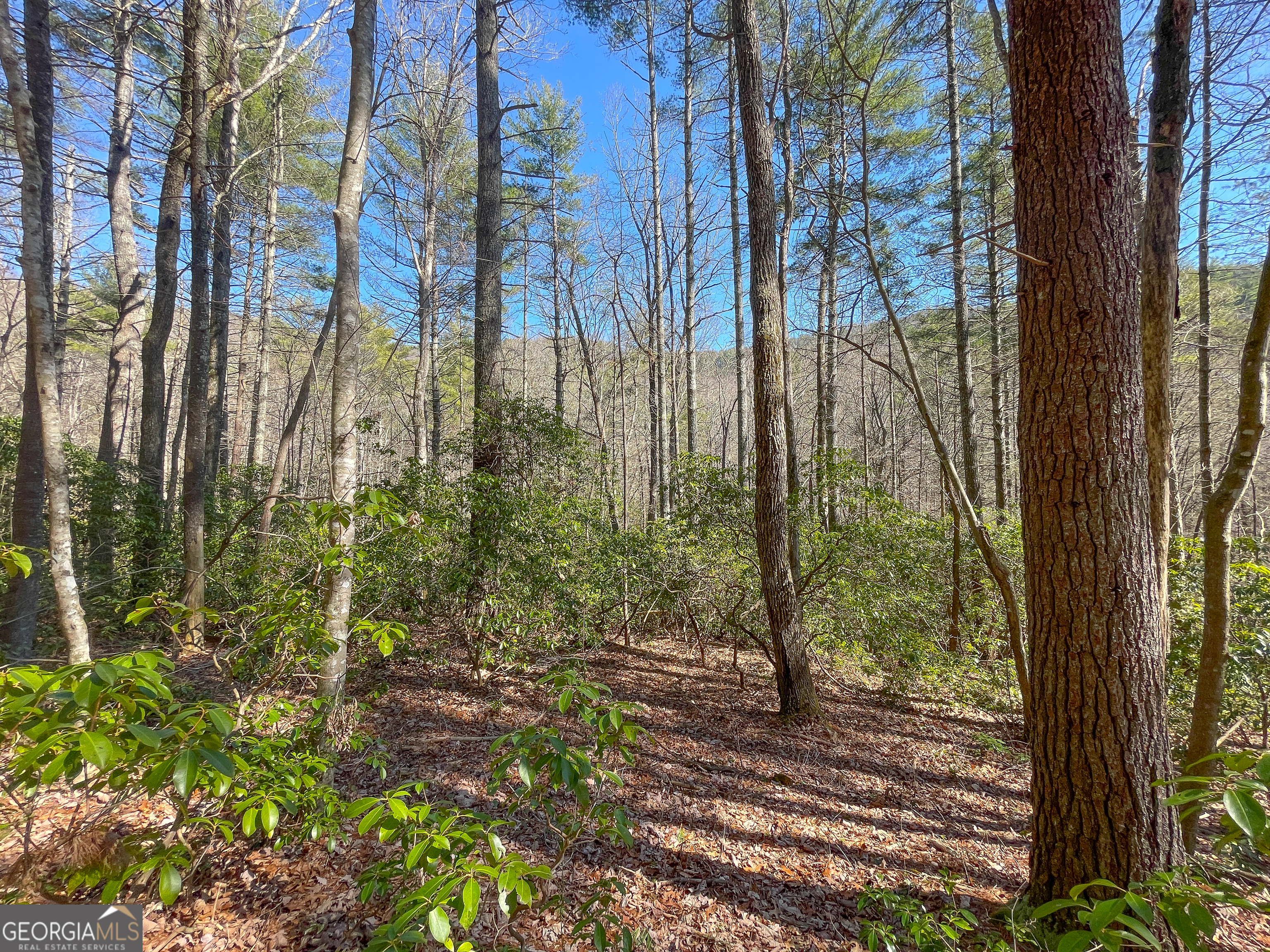 0 Peeples Lake Road Chatsworth, GA 30705 - Photo 22 of 37 a view of a yard with plants and trees