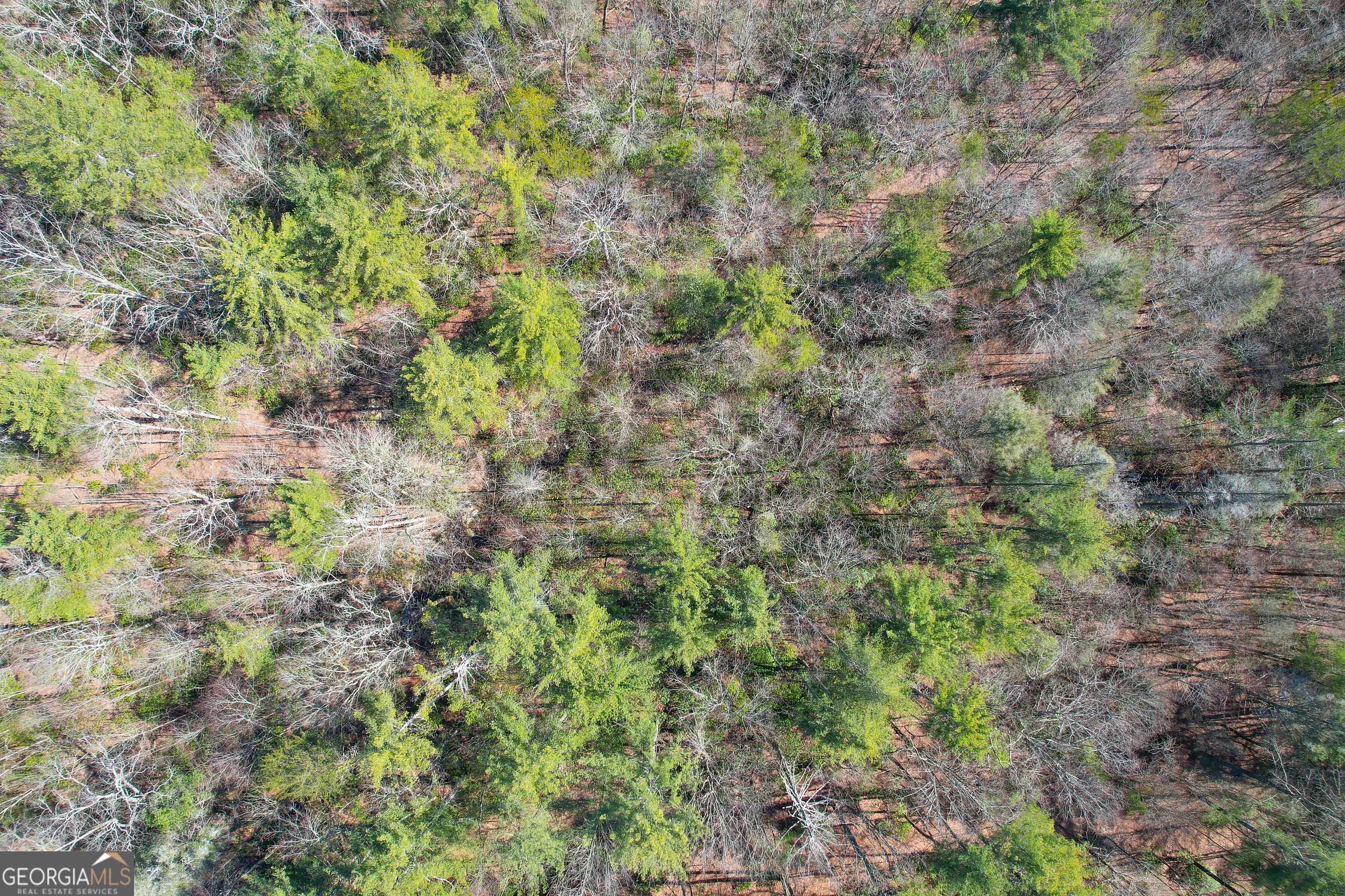 0 Peeples Lake Road Chatsworth, GA 30705 - Photo 29 of 37 a view of a forest with a tree