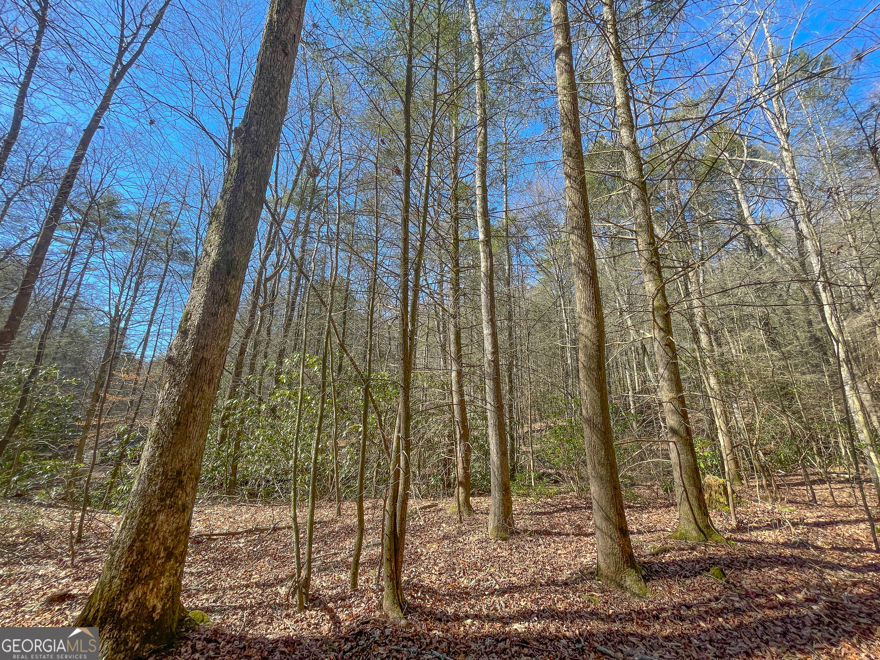 0 Peeples Lake Road Chatsworth, GA 30705 - Photo 33 of 37 a view of a yard
