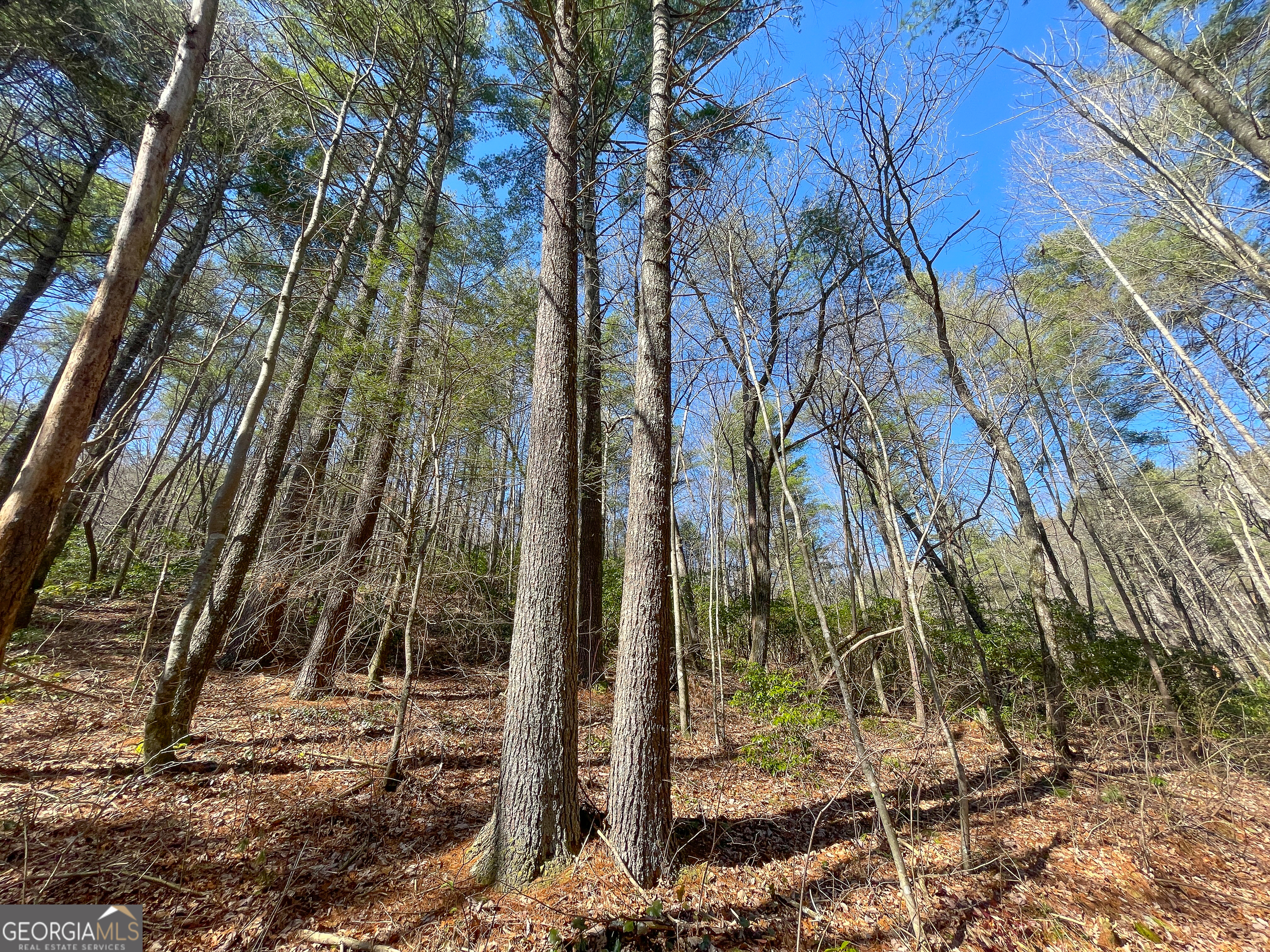 0 Peeples Lake Road Chatsworth, GA 30705 - Photo 5 of 37 a view of a yard with plants and trees