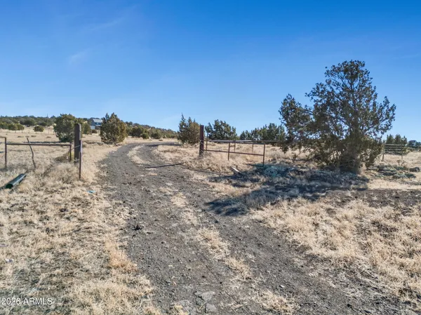 a view of a dry yard with wooden fence and trees