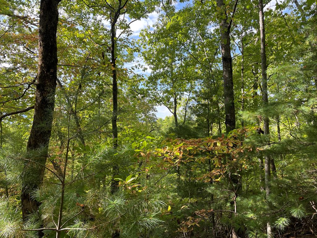 Lot 30 High Ridge Road Murphy, NC 28906 - Photo 6 of 7